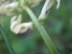 Stackhousia subterranea