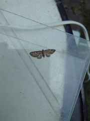 Eupithecia abbreviata