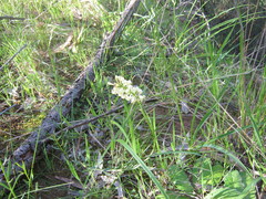Stackhousia subterranea