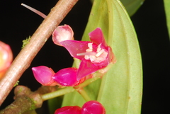 Medinilla fasciculata image