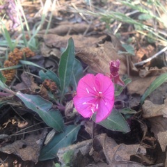 Oenothera deserticola