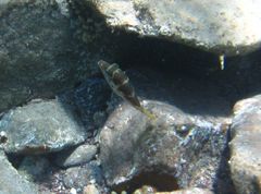 Canthigaster cyanospilota