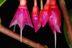 Medinilla fasciculata image