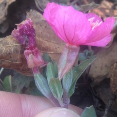 Oenothera deserticola