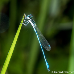 Agriocnemis nana