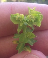 Euphorbia esuliformis