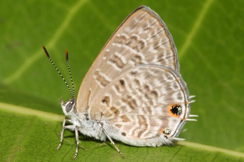 Crawshay's hairtail