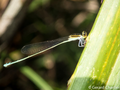 Aciagrion borneense