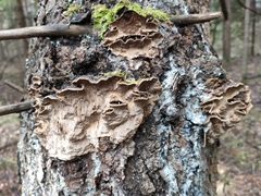 Phellinus chrysoloma