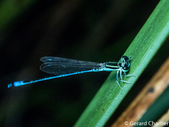 Agriocnemis nana