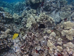 Forcipiger longirostris