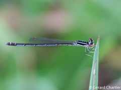 Agriocnemis nana