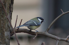 Parus major