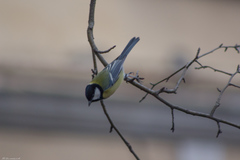 Parus major