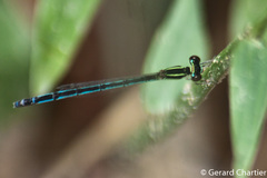 Agriocnemis nana