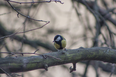 Parus major