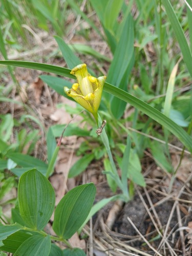 Iris arenaria, photograph 2