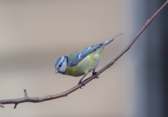 Cyanistes caeruleus