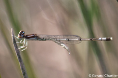 Agriocnemis nana