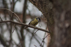 Parus major
