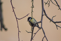 Parus major