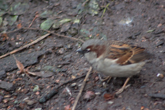 Passer domesticus