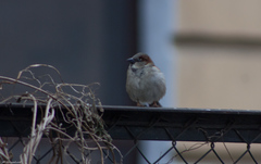 Passer domesticus
