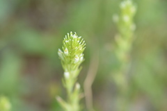 Castilleja attenuata