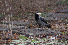 Corvus cornix