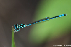 Agriocnemis nana
