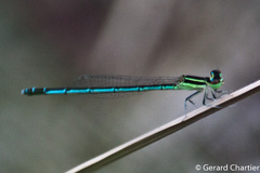 Agriocnemis nana