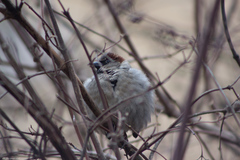 Passer domesticus