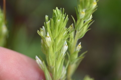 Castilleja attenuata