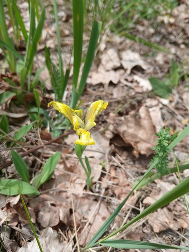 Iris arenaria