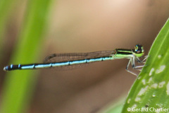Agriocnemis nana