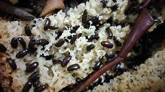 Ulomoides dermestoides