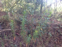 Euphorbia esuliformis
