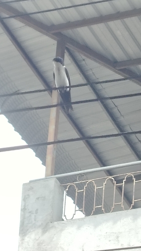 Blue-and-white Swallow