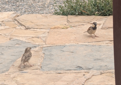 North-west African House Sparrow