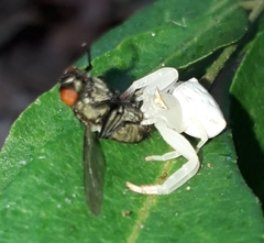 Thomisus