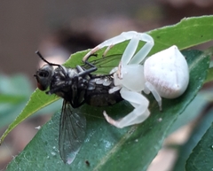 Thomisus