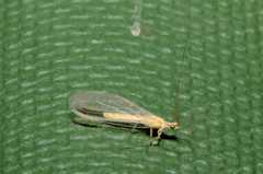 Pseudomallada tactus