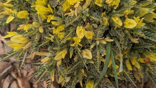 Astragalus ibrahimianus