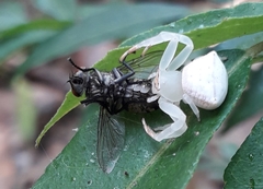 Thomisus