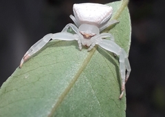 Thomisus