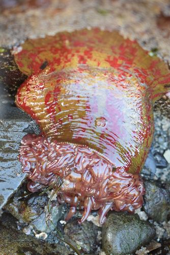 Painted Anemone, photo 4 of 7