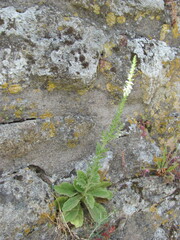 (c) zebedeugalinha, some rights reserved (CC BY) Anarrhinum duriminium, photograph (c) zebedeugalinha, some rights reserved (CC BY)