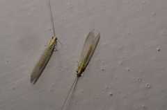 Pseudomallada tactus