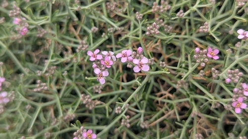 Hormathophylla spinosa