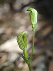 Pterostylis parviflora